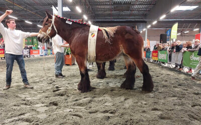 « C’est plus qu’un cheval que l’on veut sauvegarder, c’est un patrimoine »