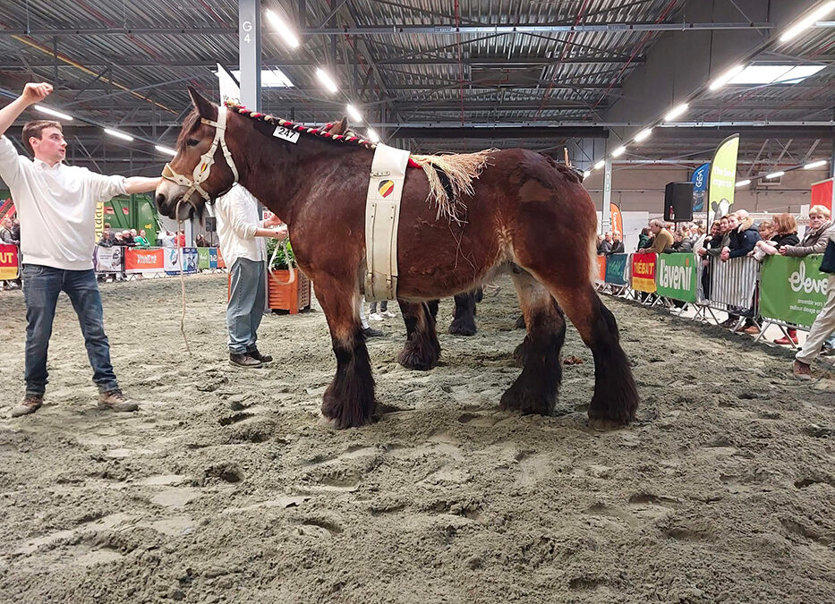 « C’est plus qu’un cheval que l’on veut sauvegarder, c’est un patrimoine »